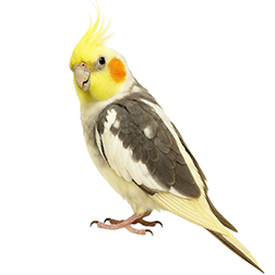 Pied Cockatiel